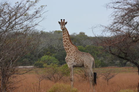 From Maputo: 2-Day Safari & Ocean Hideaway at Maputo Reserve