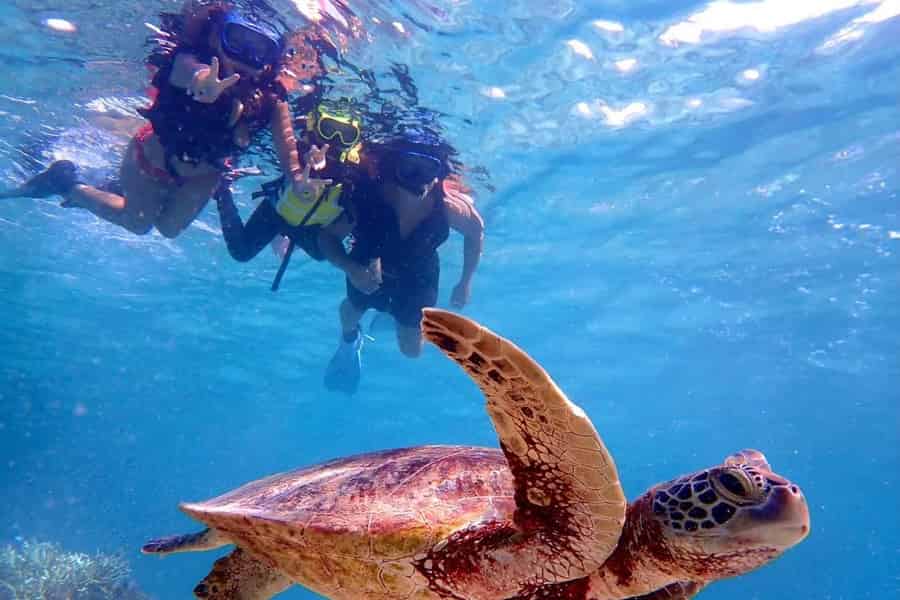 Geführtes Schnorcheln mit Meeresschildkröten auf Green Island + Rumpunsch + Snack. Foto: GetYourGuide Geführtes Schnorcheln mit Meeresschildkröten auf Green Island + Rumpunsch + Snack. Foto: GetYourGuide