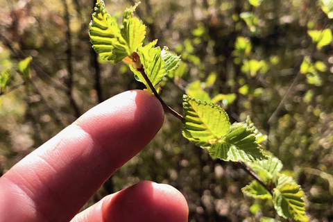 Forest Bathing in Stockholm nature with certified guide Forest bathing with tea-ceremony in mossy nature reserve