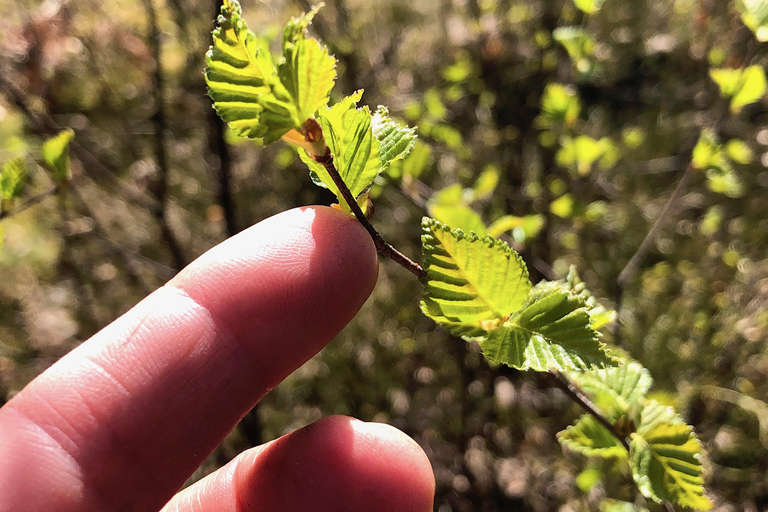 Forest Bathing in Stockholm nature with certified guide Forest bathing with tea-ceremony in mossy nature reserve