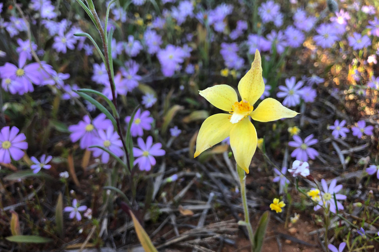 من بيرث: جولة استكشافية ليوم كامل للزهور البرية مع وجبة غداء