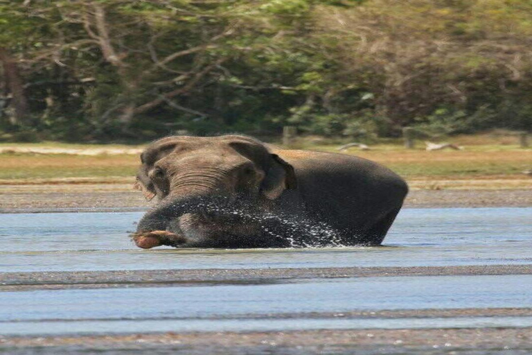 Colombo:Anuradhapura & Wilpattu Safari All Inclusive Tour Colombo: Anuradhapura & Wilpattu Safari only Transportation