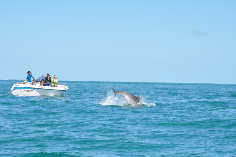 Djerba: Half-Day Boat Trip, Dolphin Watching, Swimming, and Lunch