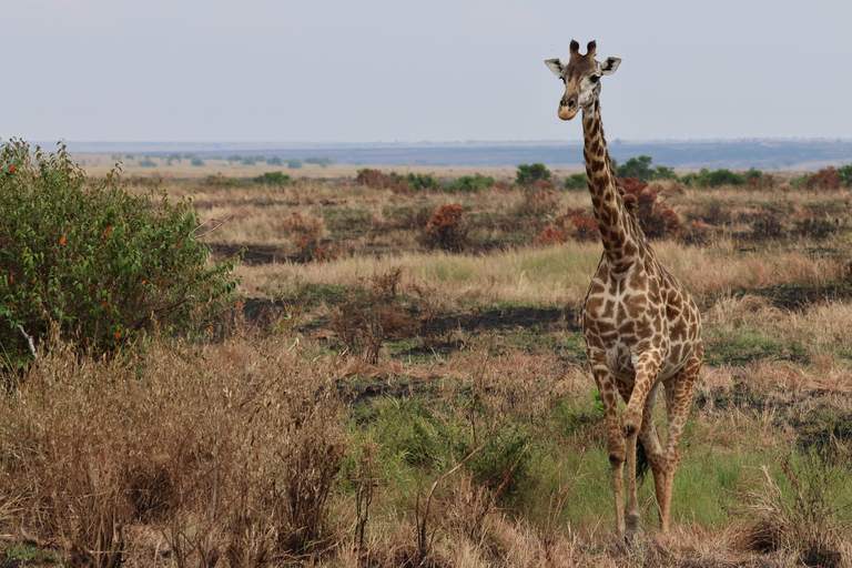 De Arusha: Visita a Tarangire, Serengeti e Lago Manyara