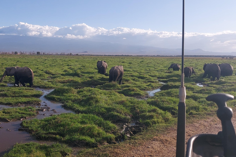 Mombasa: 5-Day Safari- Amboseli, SaltLick, Ziwani & Ngutuni