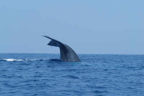 Sri Lanka: 8-Day Big Five Safari & Blue Whale Watching Tour