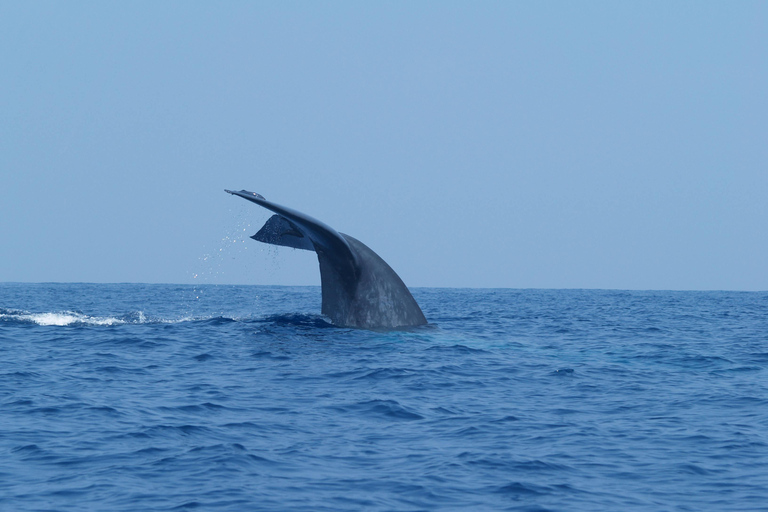 Sri Lanka: 8-Day Big Five Safari & Blue Whale Watching Tour