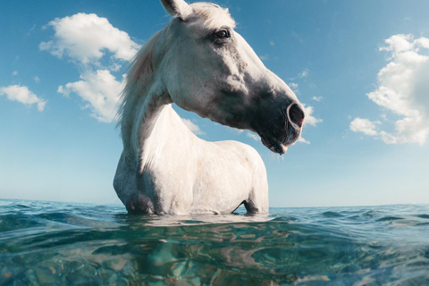 Punta Cana: Swim & Ride Horse on Caribbean Beach & Transport