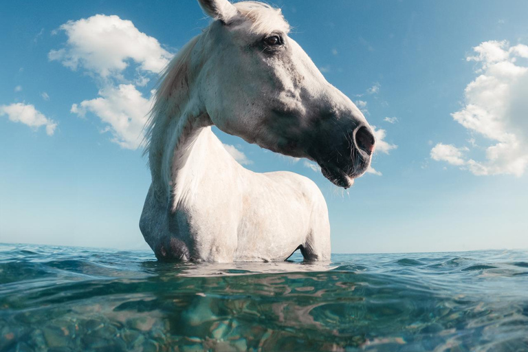 Punta Cana: Swim & Ride Horse on Caribbean Beach & Transport