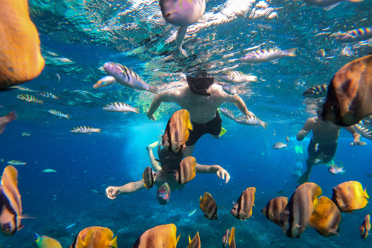 Nusa Penida: Snorkeling Adventure 3-Spots with Manta Rays Nusa Penida: Snorkeling Manta Point 3-Spots with Manta Rays