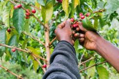 Arusha: Materuni Waterfalls Hike with Lunch & Coffee Tour