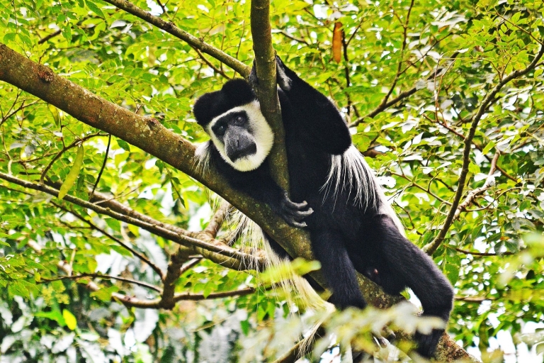 Uganda: 8-dniowa eksploracja trekkingu małp i safari po klejnotach
