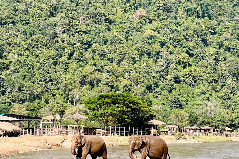 Excursión de un día a Chiangmai: senderismo, cataratas y tubing