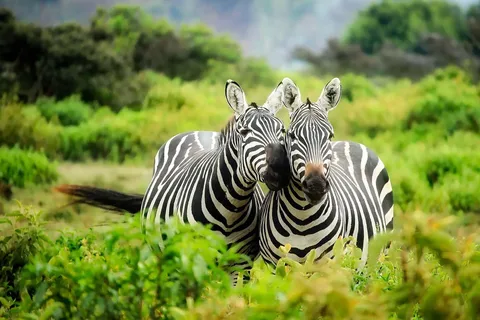Zanzibar: Mikumi National Park Day Trip with Flight