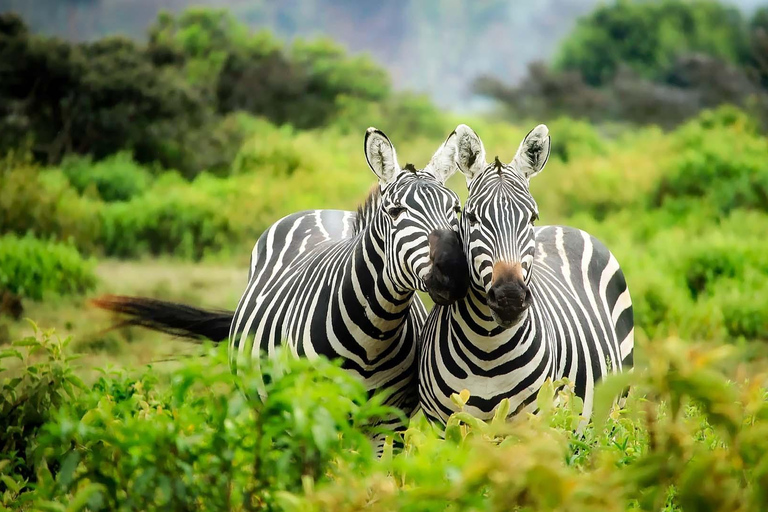 7-Day Safari Mikumi, Selous Game Reserve and Zanzibar Beach