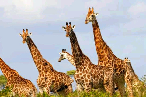 Schotia Safari – Big 5 Experience with High Lion Sightings