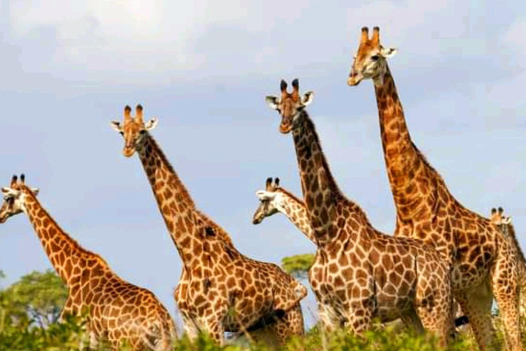 Schotia Safari – Big 5 Experience with High Lion Sightings