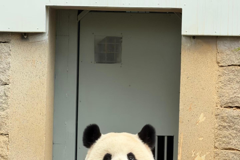 Fuzhou: Fuzhou Panda World - Giant Pandas and Red Pandas