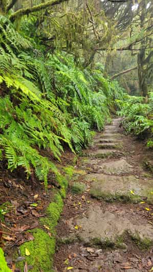 Tenerife Anaga Mountains: Circular Hike through Laurel Forest – Small Group (10–12 People)