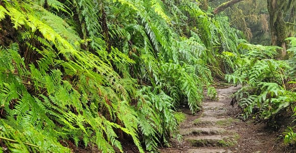 Tenerife Anaga Mountains: Circular hike in the laurel forest – small group, max. 12