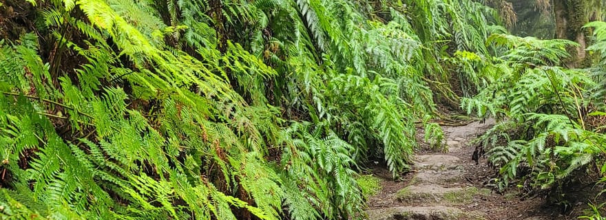 Ténérife, montagnes d'Anaga : randonnée circulaire dans la forêt de lauriers - petit groupe de 10 personnes maximum