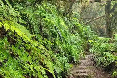 Tenerife Anaga: rondwandeling in het laurierbos