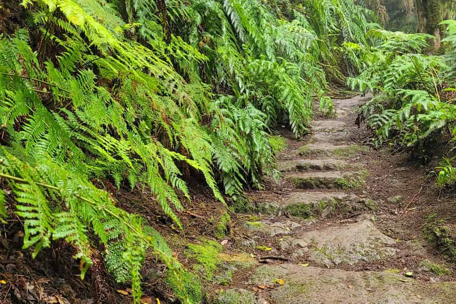Teneriffa Anaga-Gebirge: Rundwanderung im Lorbeerwald - Kleingruppe 10-12 P. Foto: GetYourGuide Teneriffa Anaga-Gebirge: Rundwanderung im Lorbeerwald - Kleingruppe 10-12 P. Foto: GetYourGuide