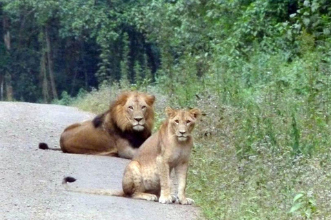 Bale Mountains: Trekking &amp; Wildlife Safari 4-Tage-TourBale-Gebirge: Trekking &amp; Wildtiersafari 4-tägige Tour
