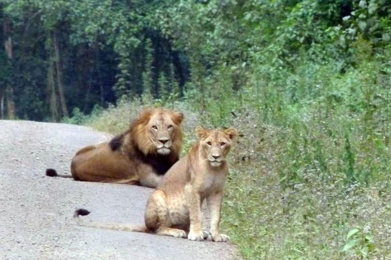 Bale Mountains: Trekking &amp; Wildlife Safari 4-Tage-TourBale-Gebirge: Trekking &amp; Wildtiersafari 4-tägige Tour