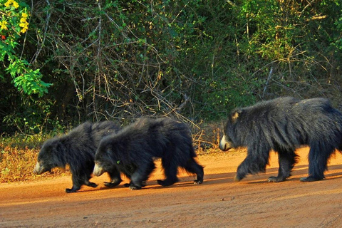 从埃拉、班达拉威拉或哈普塔莱出发的亚拉国家公园狩猎之旅从埃拉、班达拉维拉或哈普塔莱出发的亚拉国家公园狩猎之旅