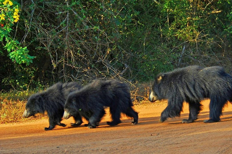 从埃拉、班达拉威拉或哈普塔莱出发的亚拉国家公园狩猎之旅从埃拉、班达拉维拉或哈普塔莱出发的亚拉国家公园狩猎之旅
