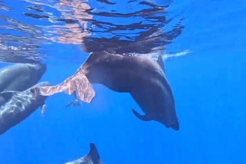 Mirissa: Whale Watching & Snorkeling Adventure with Guide