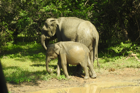 From Ella: Yala Safari & Drop-off Mrissa, waligama, Galle, Yala Elephants and Leopard safari Full day