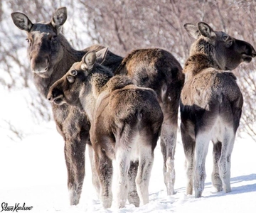 Bardufoss: Wild Moose Safari with Lunch