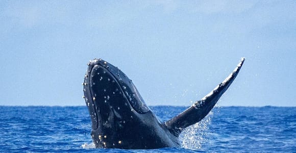 Whale Watching Cruise in Waikiki Oahu - SEE THE HUMPBACKS!