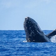 オアフ島ワイキキでホエールウォッチングクルーズ - ザトウクジラを