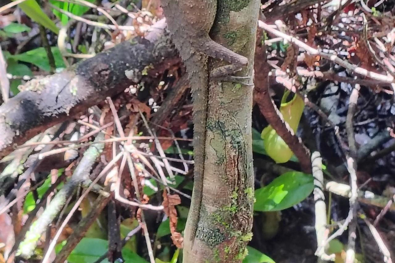 From Colombo/Kalutara: Full-Day Sinharaja Guided Eco Trek