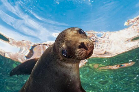 From La Paz: Espíritu Santo Island Tour all inclusive From La Paz: Espíritu Santo Island Tour