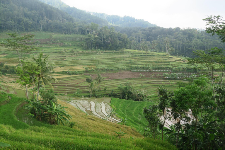 Yogyakarta: Borobudur Climb-up & Selogriyo Paddy Field Tour Borobudur Climb-up Ticket Paid Separately On The Day Tour