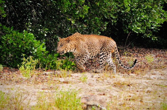 Yala National Park : Morning or Afternoon Safari ( 5 h )