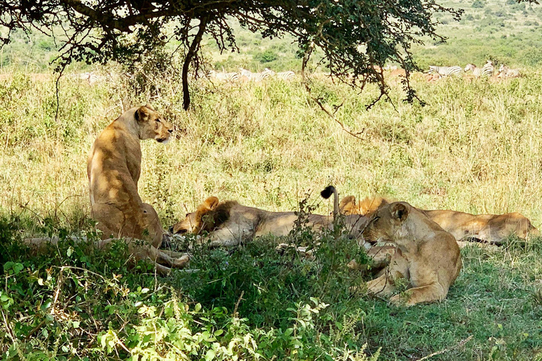 1-Day Nairobi National Park and Excursion