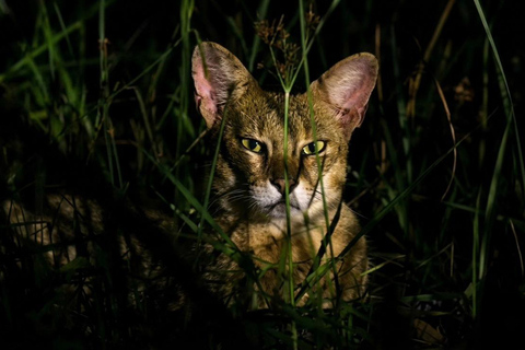 Sigiriya: Private Night Safari with Wildlife Watching