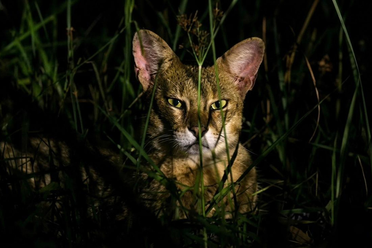 Sigiriya: Private Night Safari with Wildlife Watching