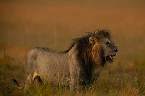 Nairobi: 3 giorni di safari a Masai Mara e fuga alle sorgenti termaliNairobi: 3 giorni di safari nel Masai Mara e fuga alle sorgenti termali