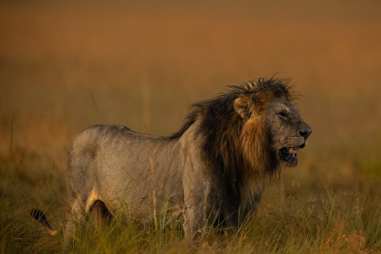 Nairobi: 3 giorni di safari a Masai Mara e fuga alle sorgenti termaliNairobi: 3 giorni di safari nel Masai Mara e fuga alle sorgenti termali