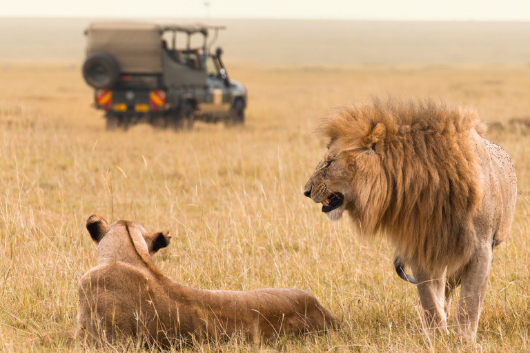 3-tägige Safari: Das Beste der Masai Mara in Kenia3-tägige Safari zu den Highlights der Masai Mara in Kenia