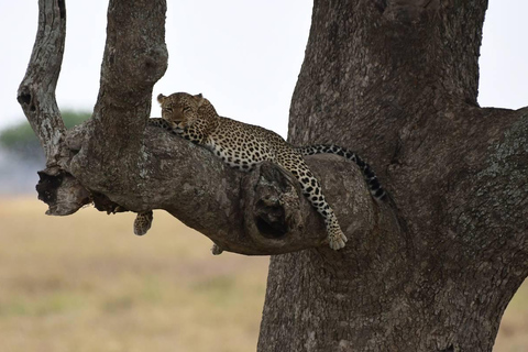 Safari por el Parque Nacional de Tarangire