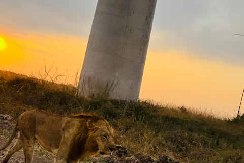 Nairobi Park Safari, Sheldrick's Orphanage & Giraffe Center Shared Drive in Open-Roof Van Game Drive