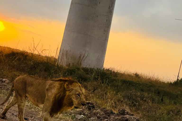 Nairobi Park Safari, Sheldrick's Orphanage & Giraffe Center Shared Drive in Open-Roof Van Game Drive