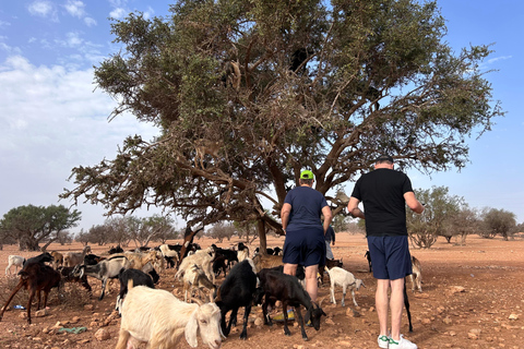 Agadir: Cable Car, Crocopark, and Goats on Trees Tour